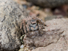 Aelurillus dubatolovi