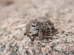 Aelurillus dubatolovi