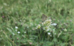Polyommatus ripartii