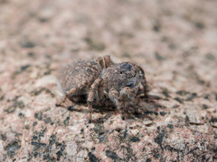 Aelurillus dubatolovi