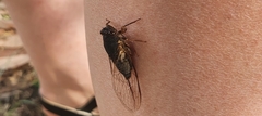 Birrima castanea