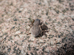 Aelurillus dubatolovi