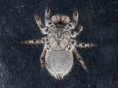Aelurillus dubatolovi