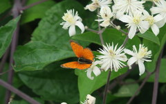 Lycaena ottomanus