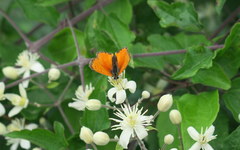 Lycaena ottomanus
