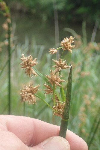 Image of Bristly Clubrush (Schoenoplectiella brachyceras) by no rights reserved