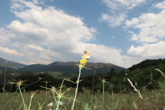 Muschampia alta