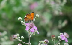 Lycaena ottomanus