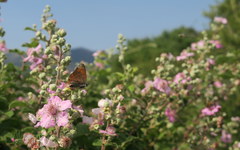 Lycaena ottomanus