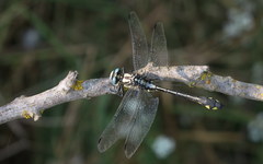 Gomphus schneiderii