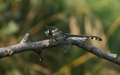 Gomphus schneiderii