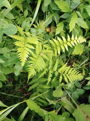 Athyrium yokoscense