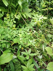 Galium maximowiczii