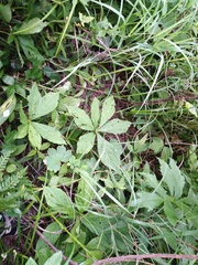 Brachybotrys paridiformis