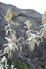 Buddleja glomerata