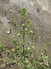 Lepidium apetalum