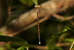 Episynlestes albicaudus