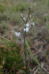 Eriospermum ornithogaloides