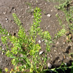 Lepidium apetalum