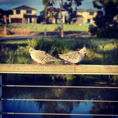 Ocyphaps lophotes