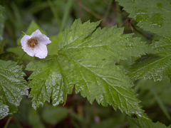 Rubus parviflorus parviflorus