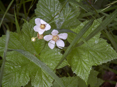 Rubus parviflorus parviflorus