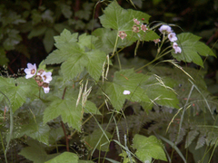 Rubus parviflorus parviflorus