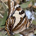Tailed Emperor - Photo (c) Greg Tasney, some rights reserved (CC BY-SA), uploaded by Greg Tasney