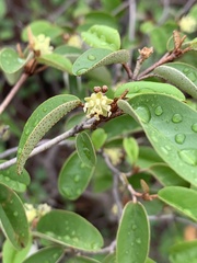 Croton pseudopulchellus