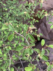 Croton pseudopulchellus
