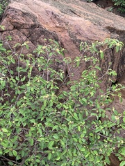 Croton pseudopulchellus