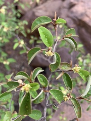 Croton pseudopulchellus