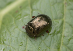 Chrysolina bankii