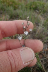 Eriospermum ornithogaloides