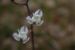 Eriospermum ornithogaloides