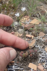 Eriospermum ornithogaloides