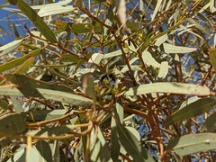 Eucalyptus coolabah