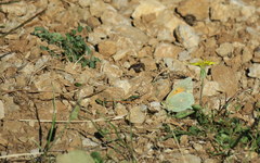 Colias aurorina