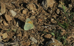 Colias aurorina