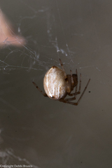 Tidarren sisyphoides