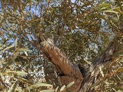 Eucalyptus coolabah