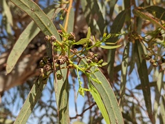 Eucalyptus coolabah