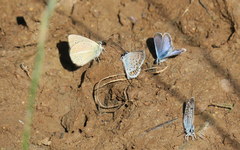Polyommatus ripartii