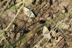 Muschampia orientalis