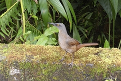 Cinclocerthia ruficauda