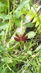 Neurothemis fluctuans