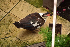 Cairina moschata domestica