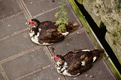 Cairina moschata domestica