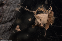 Tidarren sisyphoides