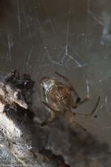 Tidarren sisyphoides